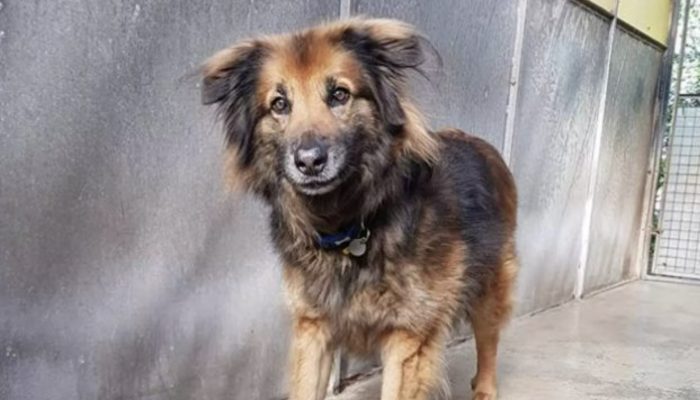 A timid and lonely dog gets a loving family and a home after ten years at a shelter.