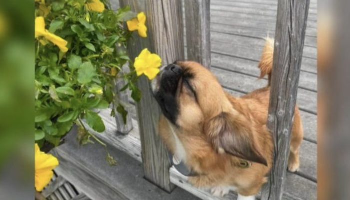 Being in love with flowers, the adorable dog insists on sniffing every flower he sees.