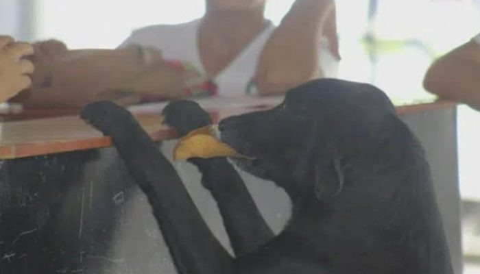 The dog decides to follow in the students' footsteps by spending money on food.