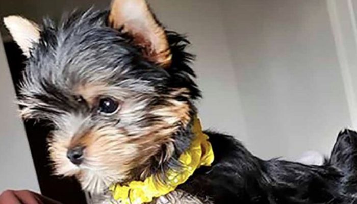 The girl is delighted when her parents present her with a doggy as a surprise. It is worth seeing the doggy.