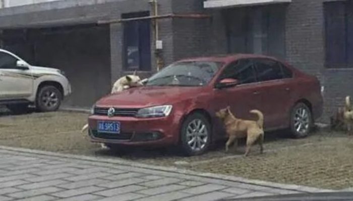 A man kicked a dog that was extremely sad. The dog avenged him. So, profound scene.