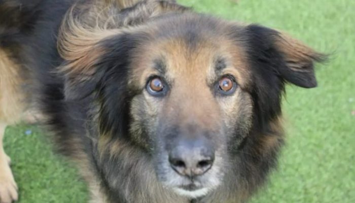 A timid and lonely dog gets a loving family and a home after ten years at a shelter.