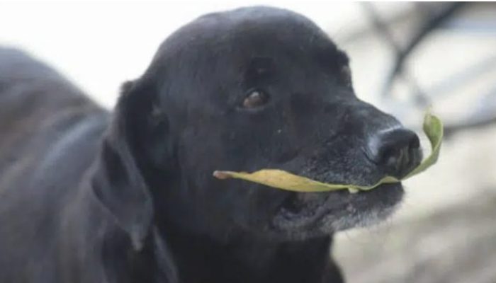 The dog decides to follow in the students' footsteps by spending money on food.