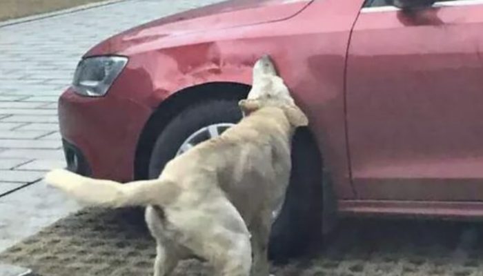 A man kicked a dog that was extremely sad. The dog avenged him. So, profound scene.