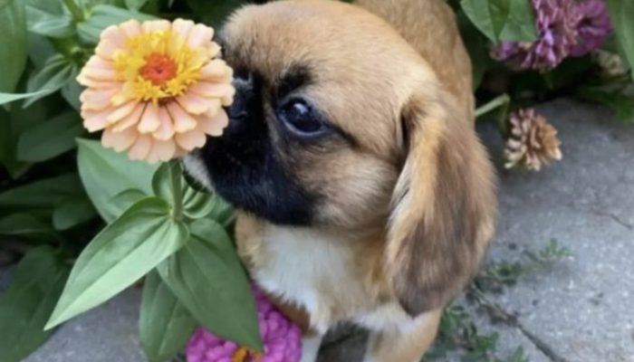 Being in love with flowers, the adorable dog insists on sniffing every flower he sees.
