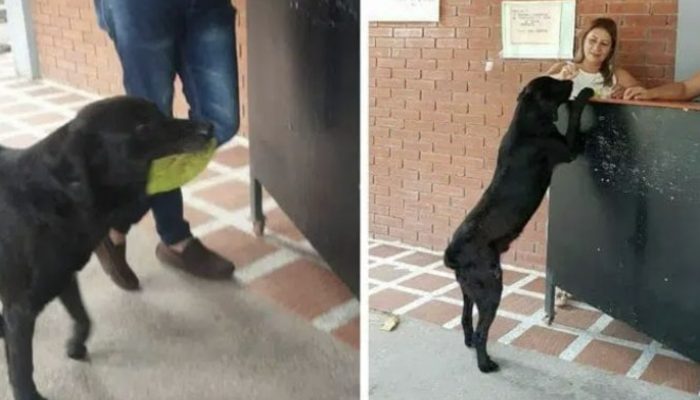 The dog decides to follow in the students' footsteps by spending money on food.