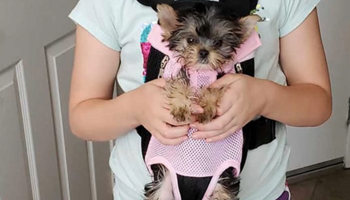 The girl is delighted when her parents present her with a doggy as a surprise. It is worth seeing the doggy.