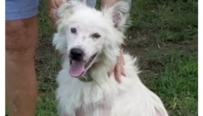 A dog that was in so much pain could not be a pet as it did not get enough hugs in its life.