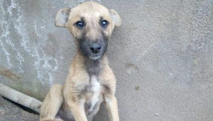 In Tanzania, the five good guys managed to save this poor stray puppy on their own.