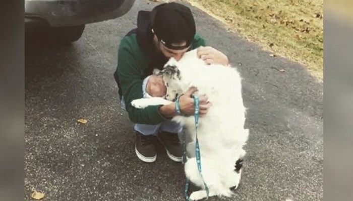 A dog that was in so much pain could not be a pet as it did not get enough hugs in its life.