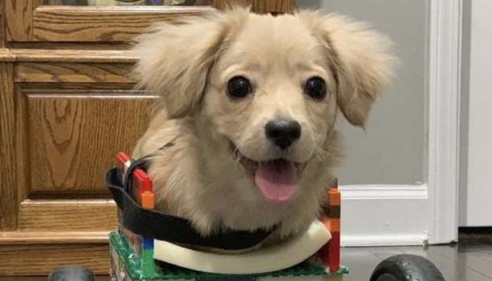 The little boy built a stroller for a puppy from the Lego manufacturer that he received as a Christmas present.