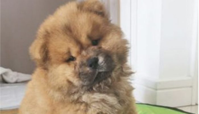 She invests money and effort into designing the ideal bedroom for her new puppy. Let's see the bedroom for dog.