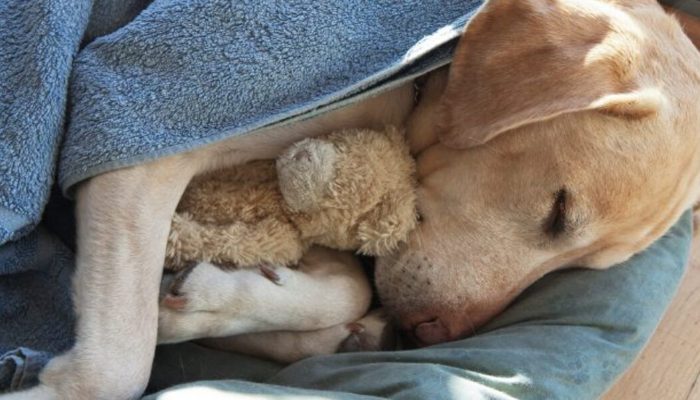 The caring woman created a lovely and comfortable sanctuary where puppies may spend their final days in peace.