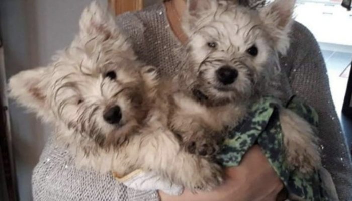 Two one-eyed dogs that were passed over due to their "imperfection" are given another opportunity by a woman.