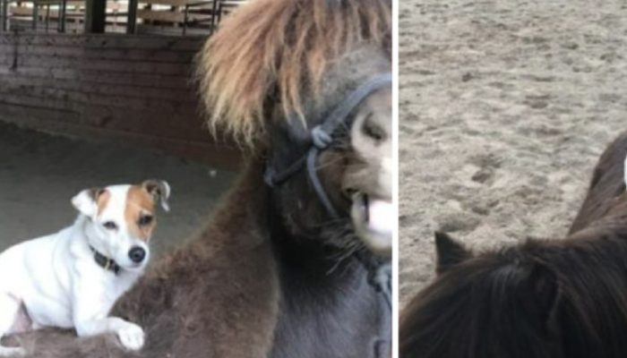 When a dog who enjoys riding on horses meets a rescue horse, they immediately form an incredible friendship.