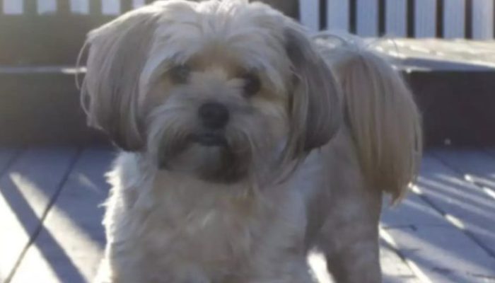 Sisters made the decision to surprise their brother on his thirteenth birthday by dressing their dog like a college grad.