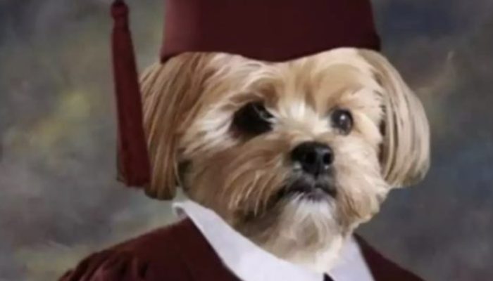 Sisters made the decision to surprise their brother on his thirteenth birthday by dressing their dog like a college grad.