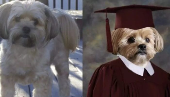 Sisters made the decision to surprise their brother on his thirteenth birthday by dressing their dog like a college grad.