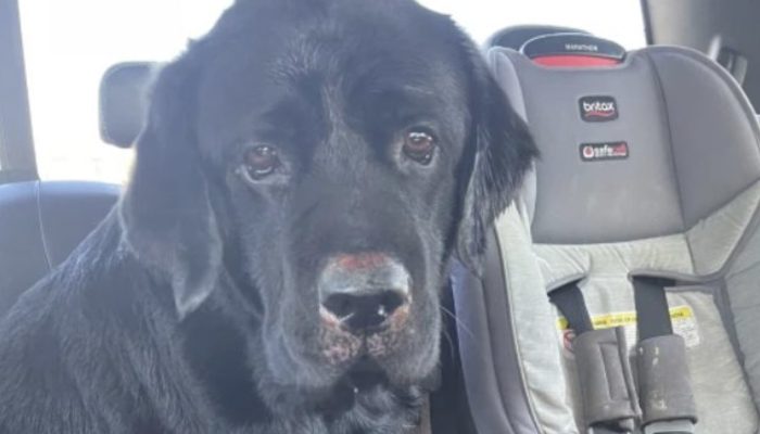 A woman with memory loss goes missing, but her loyal dog finds her unharmed.