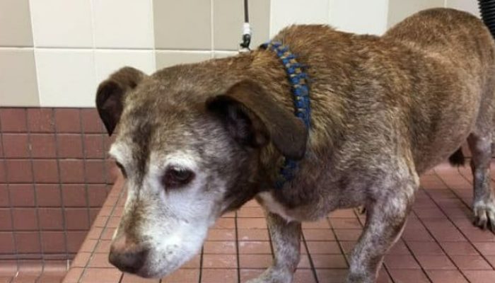 Leo, a deaf dog who was left on the streets when he was 13 years old, is now pleased.