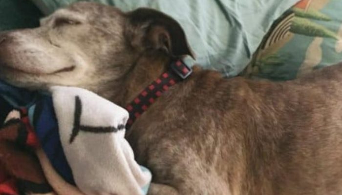 Leo, a deaf dog who was left on the streets when he was 13 years old, is now pleased.