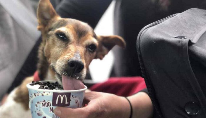 A kind woman creates a canine hospice so that lonely old dogs can live out their final days in peace, love, and harmony.