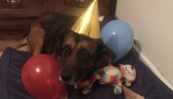 A kind woman creates a canine hospice so that lonely old dogs can live out their final days in peace, love, and harmony.