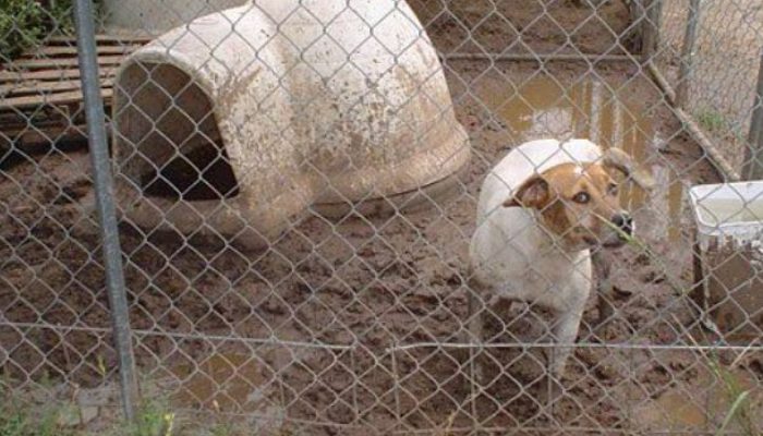 She can not decide which dog to save from the worst shelter she has ever seen, so she decides to buy the entire facility.