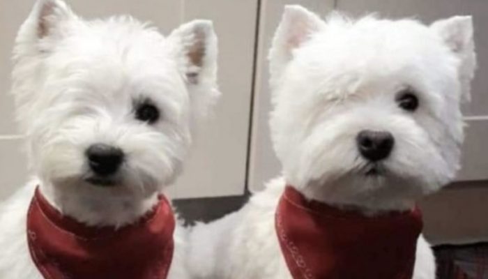 Two one-eyed dogs that were passed over due to their "imperfection" are given another opportunity by a woman.