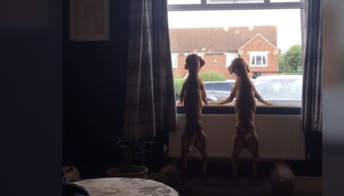 Two canines were waiting each week for their heroes to arrive and form a wildly popular bond. Here are some pictures how they were waiting for their heroes.