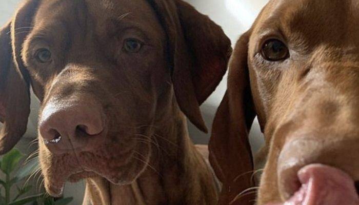 Two canines were waiting each week for their heroes to arrive and form a wildly popular bond. Here are some pictures how they were waiting for their heroes.