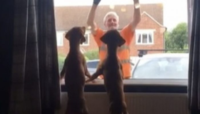 Two canines were waiting each week for their heroes to arrive and form a wildly popular bond. Here are some pictures how they were waiting for their heroes.