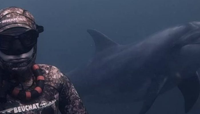 The wild dolphin encourages you to continue playing since it enjoys doing fetch.