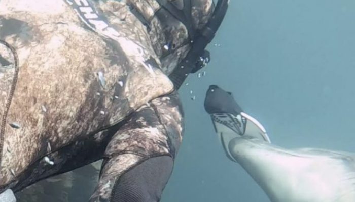 The wild dolphin encourages you to continue playing since it enjoys doing fetch.