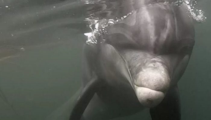 The wild dolphin encourages you to continue playing since it enjoys doing fetch.