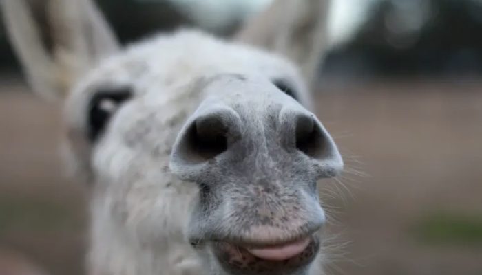 He greets the people who recently saved a donkey with a big smile. See, who saved the donkey.