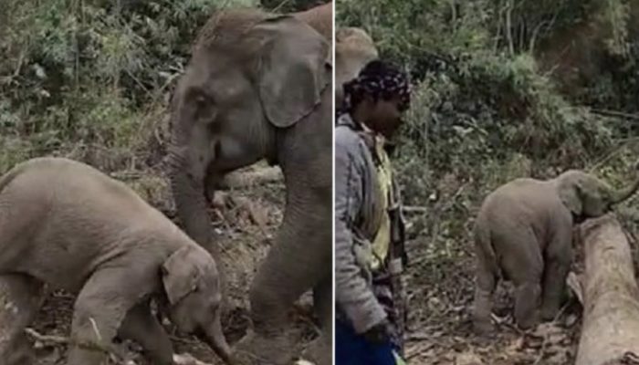 The cutest baby elephant failed to cross a fallen tree and went viral. The baby demanded a help from other.