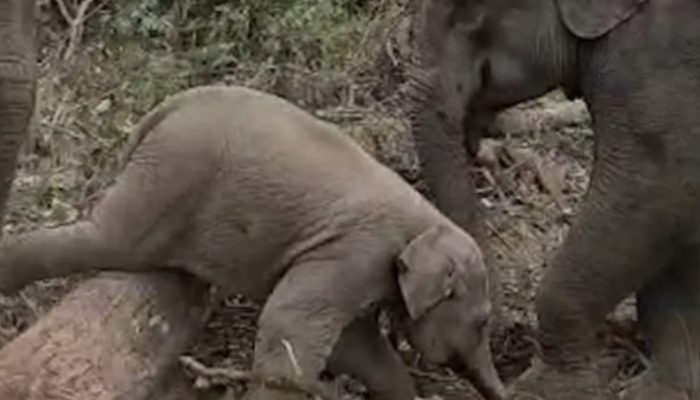 The cutest baby elephant failed to cross a fallen tree and went viral. The baby demanded a help from other.