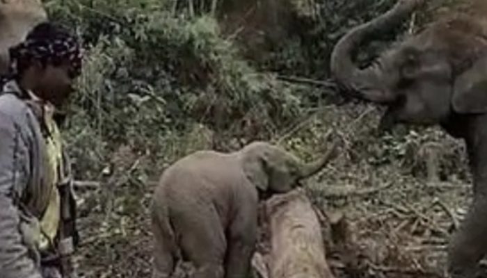 The cutest baby elephant failed to cross a fallen tree and went viral. The baby demanded a help from other.