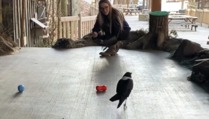 This old crow speaks and acts as though he's a little human. Interesting to see the pictures of the old crow.