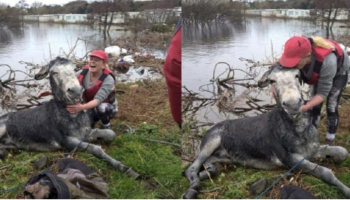 He greets the people who recently saved a donkey with a big smile. See, who saved the donkey.