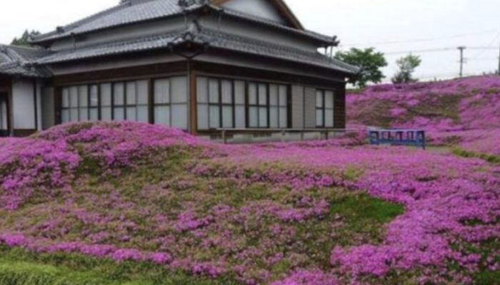 One older man planted his wife's favorite flower to cheer her up and help her overcome her sadness.  The garden with flower was wonderful.