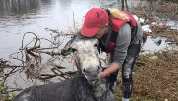 He greets the people who recently saved a donkey with a big smile. See, who saved the donkey.