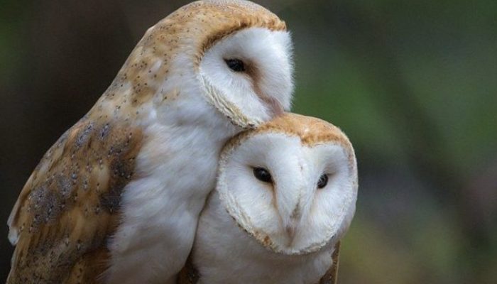 Two stunning owls were photographed by the photographer when they were having a very private moment together.