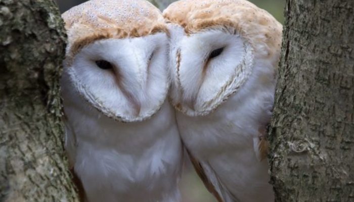 Two stunning owls were photographed by the photographer when they were having a very private moment together.