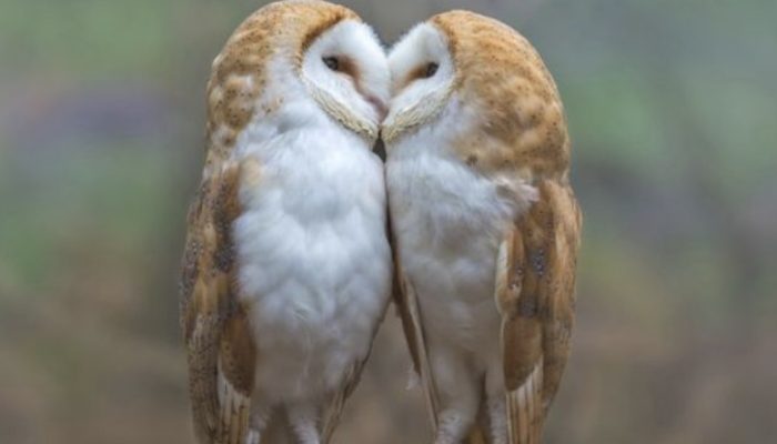 Two stunning owls were photographed by the photographer when they were having a very private moment together.