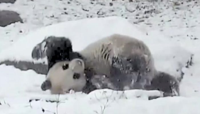 A panda is seen in adorable pictures having the fun of its life in the snow.