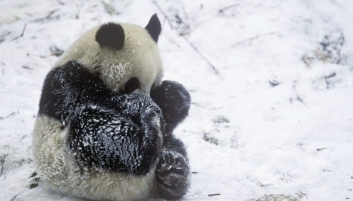 A panda is seen in adorable pictures having the fun of its life in the snow.