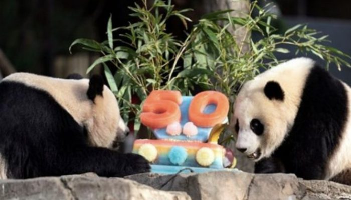 While enjoying a slice of cake made for the National Zoo's 50th anniversary, observe two enormous pandas.