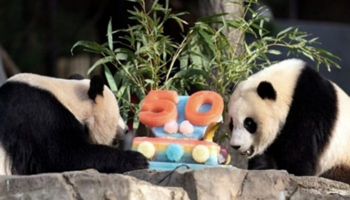 While enjoying a slice of cake made for the National Zoo's 50th anniversary, observe two enormous pandas.